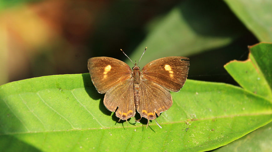 Brown Butterfly with Orange Spots Resting on Green Leaf