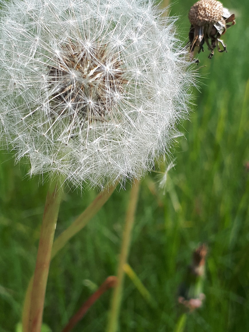 Close-up of a Dandelion Seed Head in Green Grass