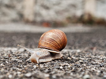 Close-up of a brown garden snail crawling on asphalt