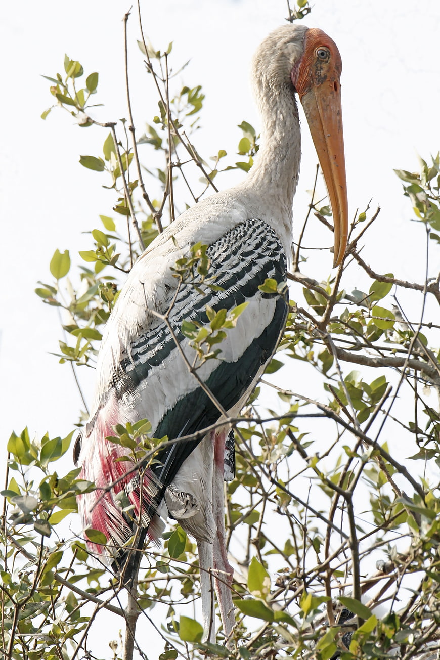 Painted Stork perched in tree branches