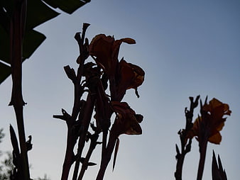 Silhouetted Canna Lilies Against Blue Sky Background