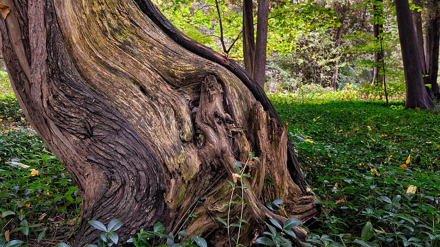 Ancient gnarled tree trunk in lush green forest