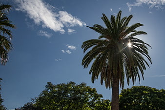 Tall Palm Tree Silhouette Against Blue Sky with Sun Flare
