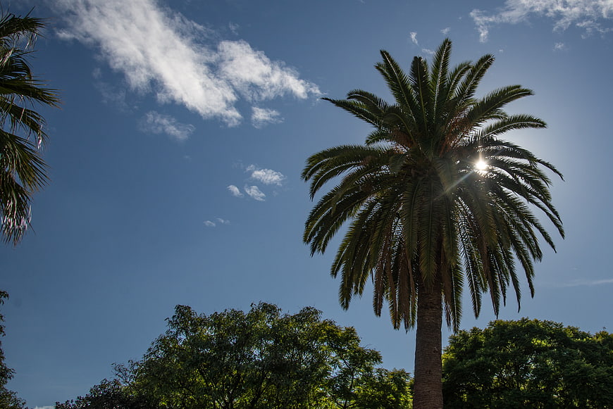 Tall Palm Tree Silhouette Against Blue Sky with Sun Flare