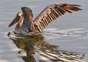 Brown Pelican Spreading Wings on Calm Water Surface