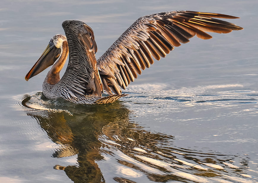 Brown Pelican Spreading Wings on Calm Water Surface