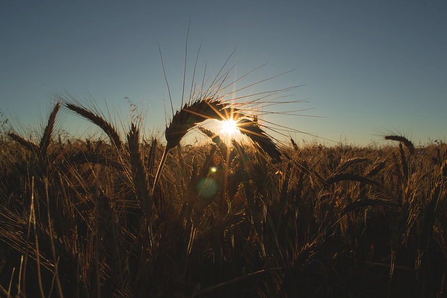 Sunlight shining through wheat stalks in a golden field