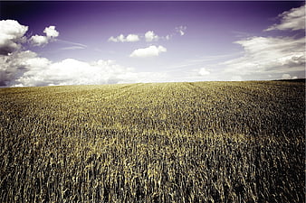 Golden Wheat Field Under Purple Sky with Clouds
