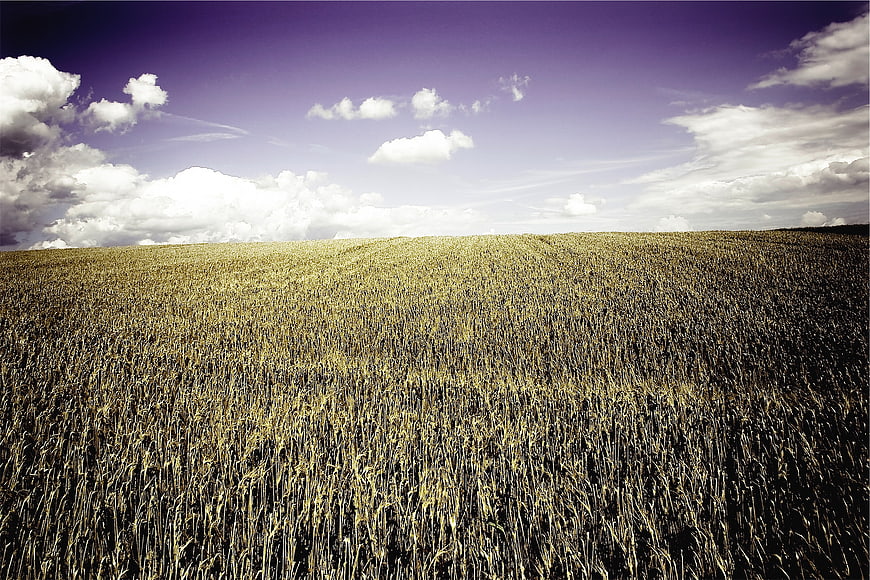 Golden Wheat Field Under Purple Sky with Clouds