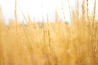 Golden Wheat Field Close-Up with Soft Focus Background