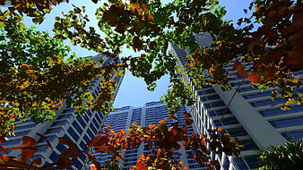Low angle view of modern skyscrapers through autumn leaves