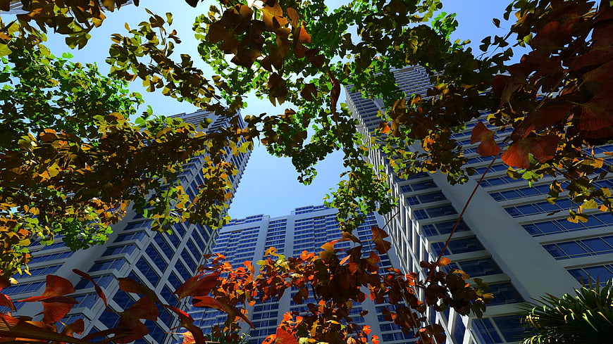 Low angle view of modern skyscrapers through autumn leaves