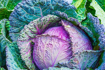 Close-up of vibrant purple and green savoy cabbage