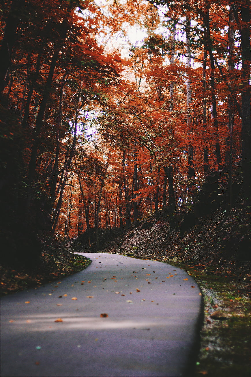 Winding Paved Path Through Vibrant Autumn Forest
