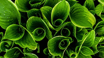 Close-up of vibrant green curled leaves with water droplets