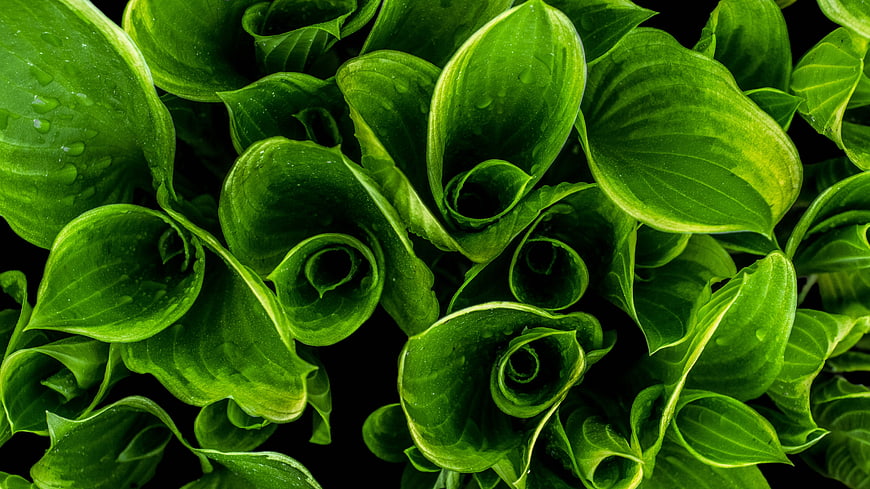 Close-up of vibrant green curled leaves with water droplets