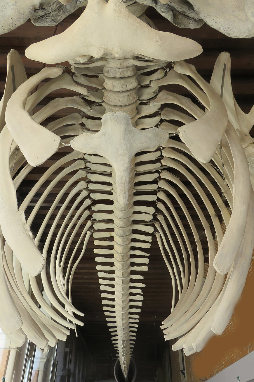 Whale Skeleton Rib Cage and Vertebrae Museum Display