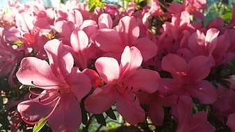 Close-up of vibrant pink azalea flowers in sunlight