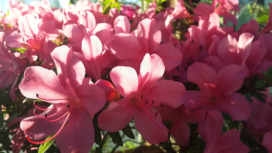 Close-up of vibrant pink azalea flowers in sunlight