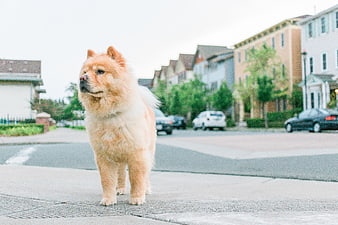 Fluffy Chow Chow Dog Standing on Residential Street