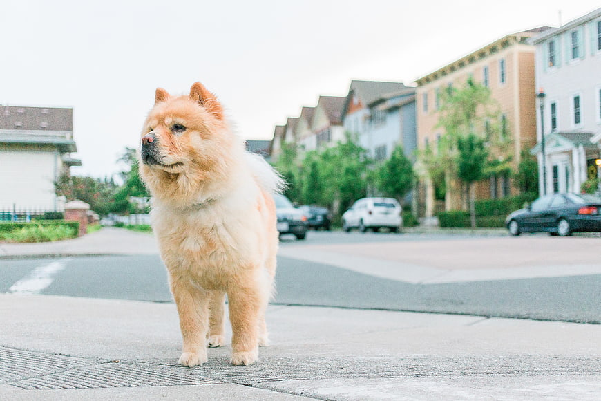 Fluffy Chow Chow Dog Standing on Residential Street