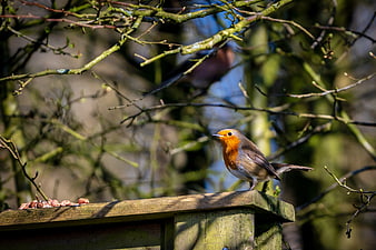 European Robin perched on wooden bird feeder in spring