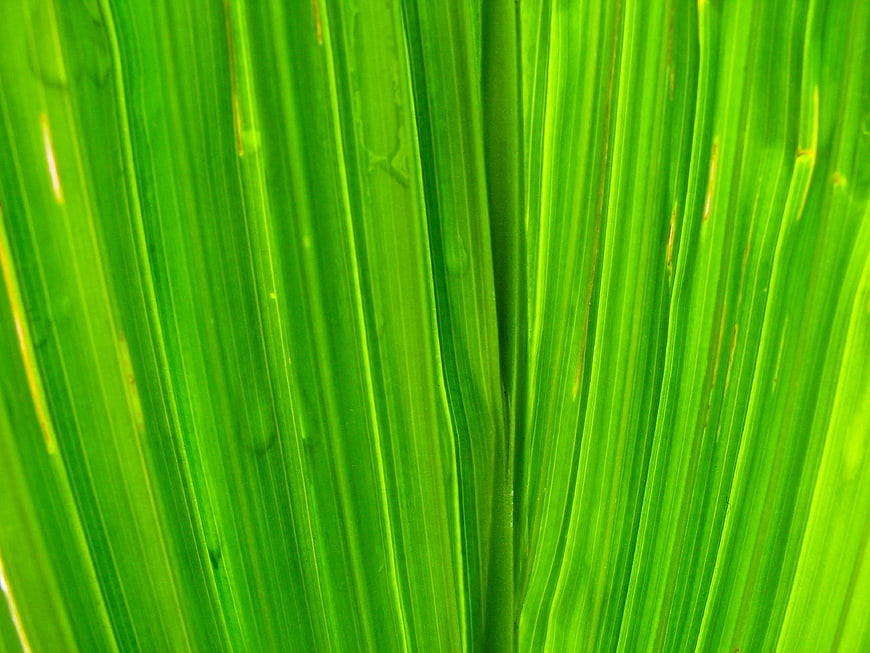 Close-up of vibrant green leaf texture with parallel veins