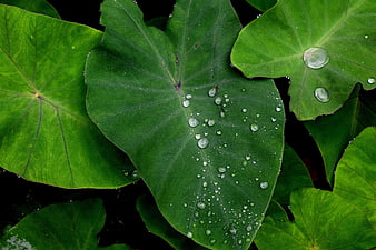 Close-up of vibrant green taro leaves with water droplets