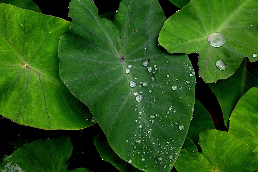 Close-up of vibrant green taro leaves with water droplets