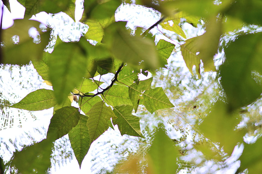 Green leaves reflected in rippling water surface