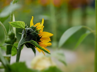 Close-up of a budding yellow sunflower in a green field