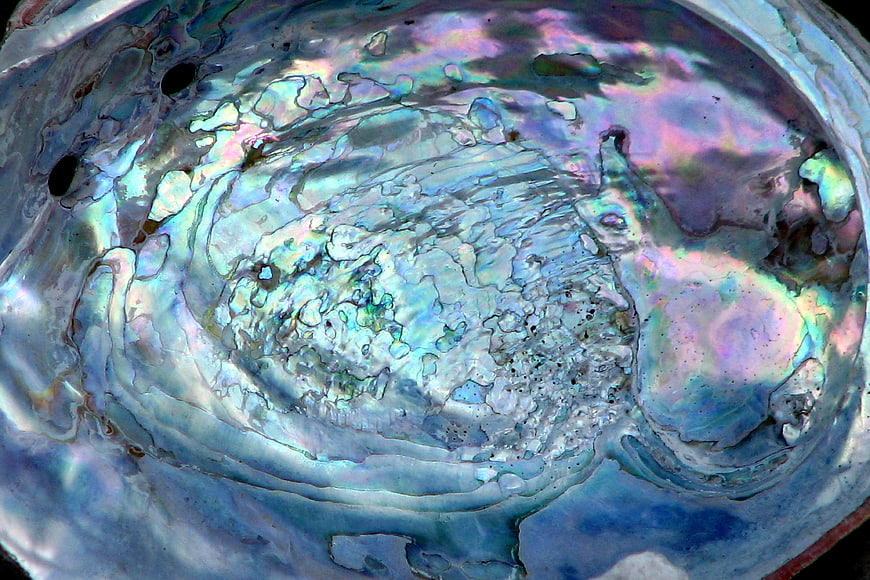 Iridescent Abalone Shell Texture Close-Up