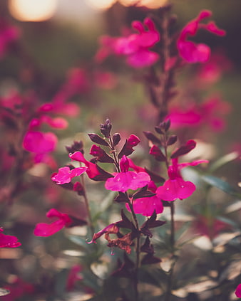 Close-up of vibrant pink flowers with soft blurred background