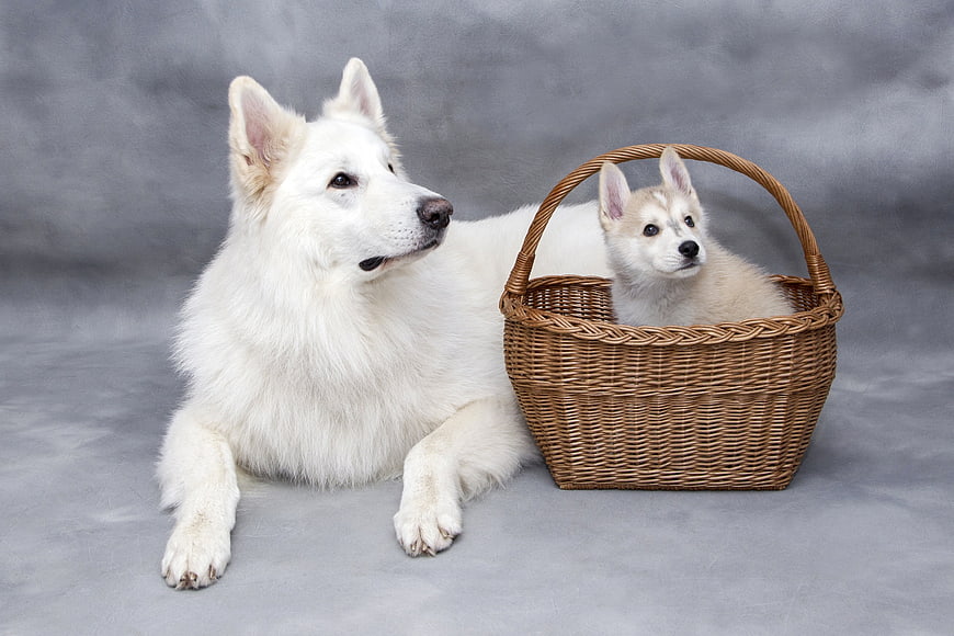 White adult dog and puppy in wicker basket studio portrait