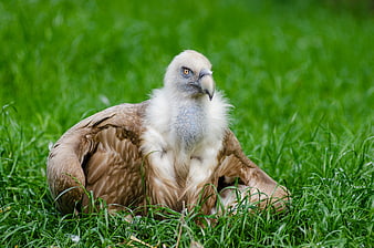 Bearded Vulture Resting in Green Grass