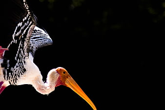 Painted Stork in Flight Against Black Background