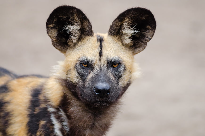Close-up portrait of an African wild dog with large ears