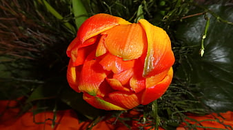 Vibrant Orange Tulip Bloom Close-Up