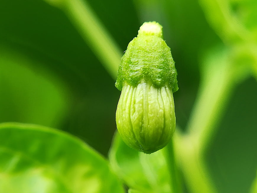 Close-up of a green flower bud with textured surface