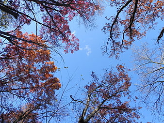 Autumn tree canopy looking up at blue sky