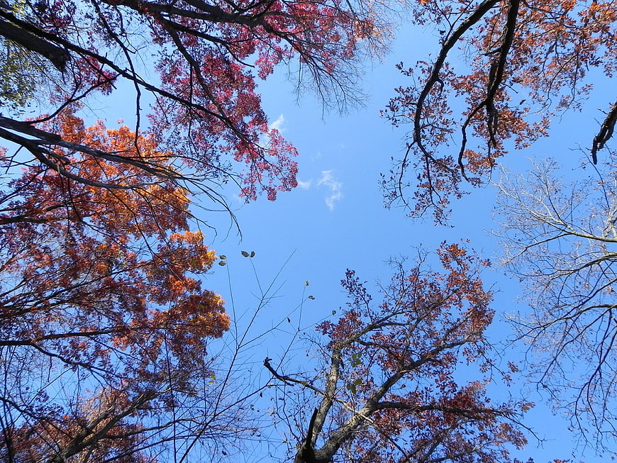 Autumn tree canopy looking up at blue sky