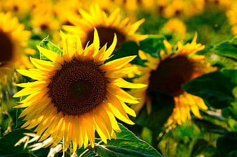 Vibrant Sunflower Backlit in a Summer Field