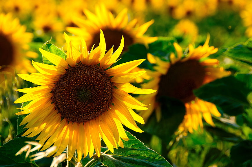 Vibrant Sunflower Backlit in a Summer Field