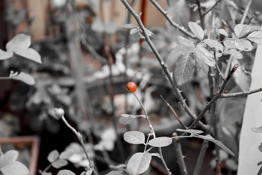 Single red rose hip on thorny branch in black and white