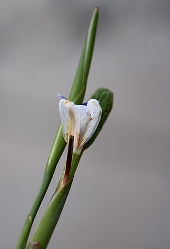 Close-up of a delicate white and purple iris flower bud