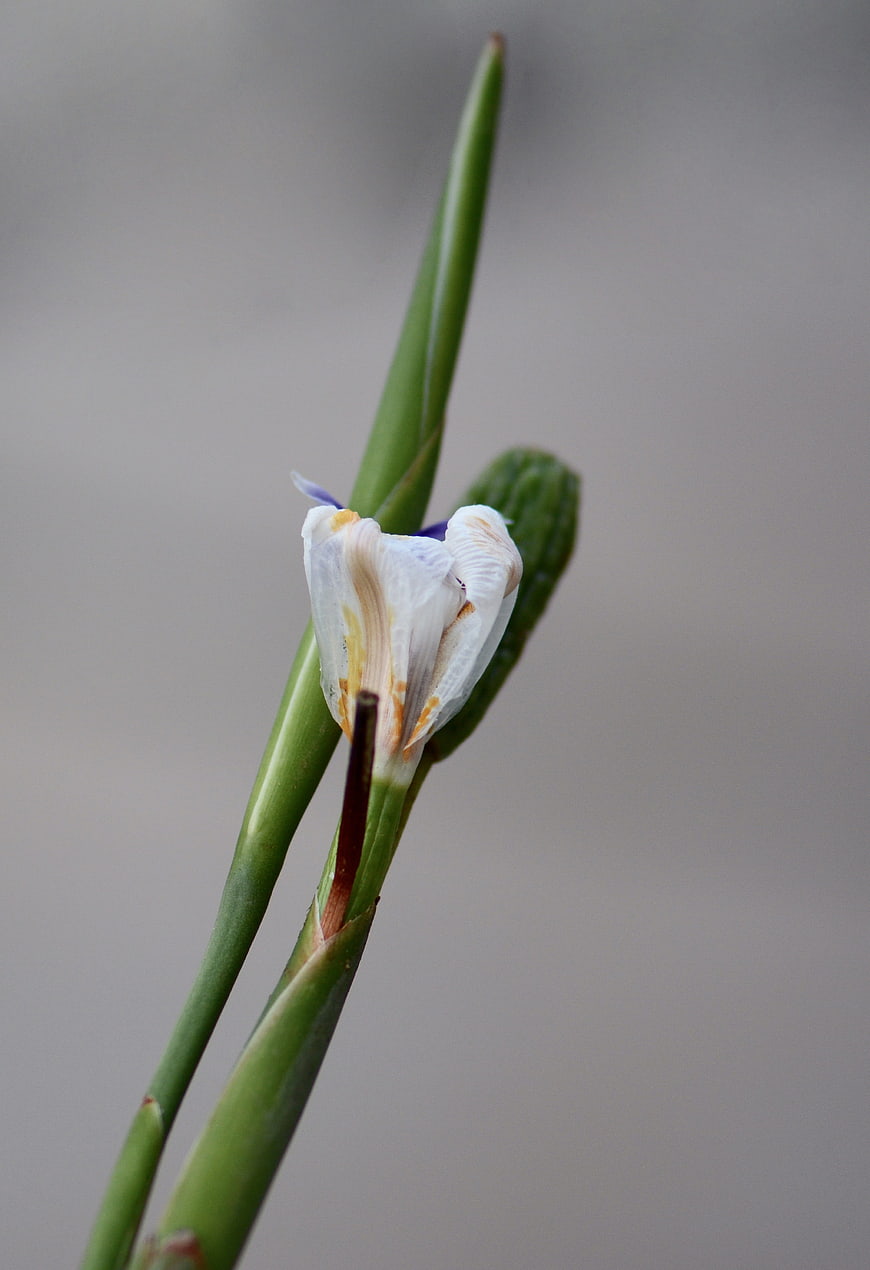 Close-up of a delicate white and purple iris flower bud