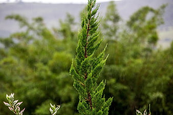 Close-up of green juniper tree in rain with blurred forest background