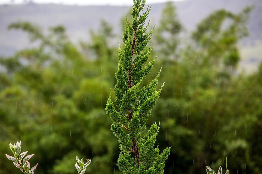 Close-up of green juniper tree in rain with blurred forest background