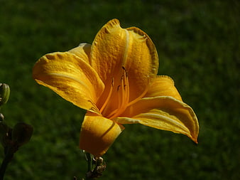 Close-up of a vibrant yellow daylily flower in sunlight