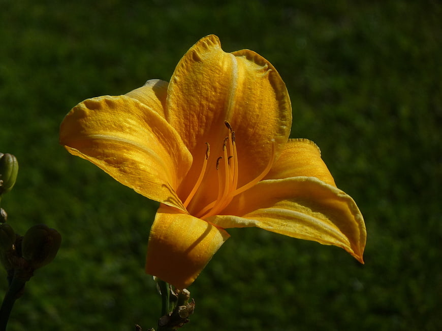 Close-up of a vibrant yellow daylily flower in sunlight
